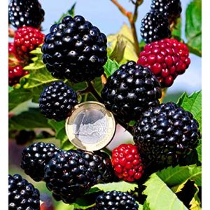 BALDUR Garten Zuckerbrombeere "AsterinaÂ®" 1 Pflanze, Rubus fruticosus winterhart Brombeerpflanze Brombeerstrauch, blÃ¼hend, robuste Pflanze, Obst-RaritÃ¤t