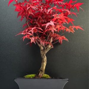 Japanischer Fächerahorn ‚Deshojo‘ Bonsai mit Keramik Blumentopf – 6 Jahre alt