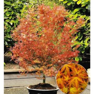 Japanischer Ahorn 'Katsura' - Acer palmatum