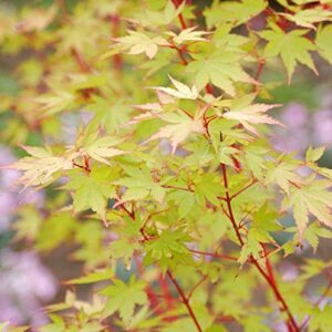 Japanischer Ahorn Sango Kaku 125-150cm - Acer palmatum