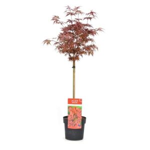 Acer palmatum 'Shaina' - 2er Set Japanischer Ahorn