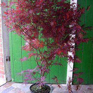 Roter Fächer-Ahorn - Acer palmatum Atropurpureum + Dünger